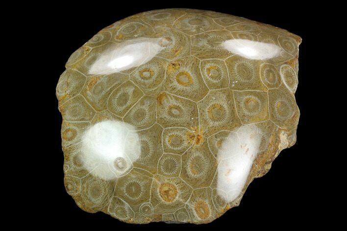 Polished Fossil Coral (Actinocyathus) Head - Morocco #128174